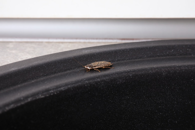 Cockroach in black sink, closeup. Pest control