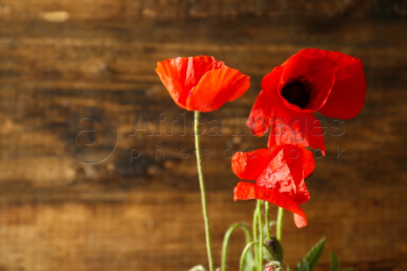 Photo of Beautiful red poppy flowers on wooden background, closeup