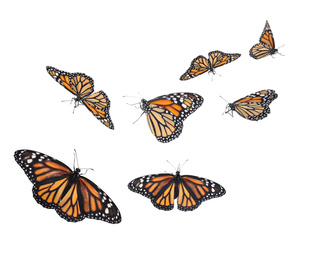 Amazing monarch butterflies flying on white background