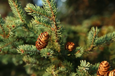 Coniferous tree branches with cones outdoors, closeup