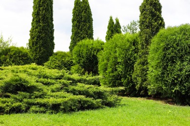Photo of Beautiful view of green lawn, bushes and coniferous trees outdoors on spring day