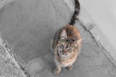 Photo of Cute stray cat sitting on road outdoors, above view. Space for text