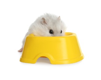Cute funny pearl hamster near feeding bowl on white background