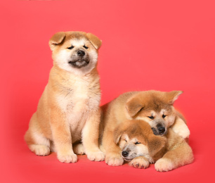Cute Akita Inu puppies on red background. Baby animals