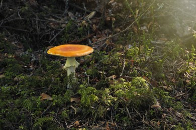One poisonous mushroom growing in green forest