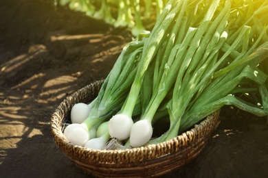 Wicker bowl with fresh green onions in field