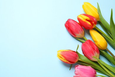 Beautiful spring tulips on light blue background, flat lay. Space for text