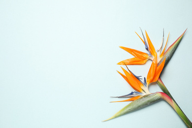 Bird of Paradise tropical flowers on light background, flat lay. Space for text
