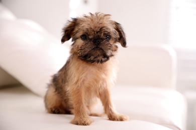 Adorable Brussels Griffon puppy sitting on sofa indoors