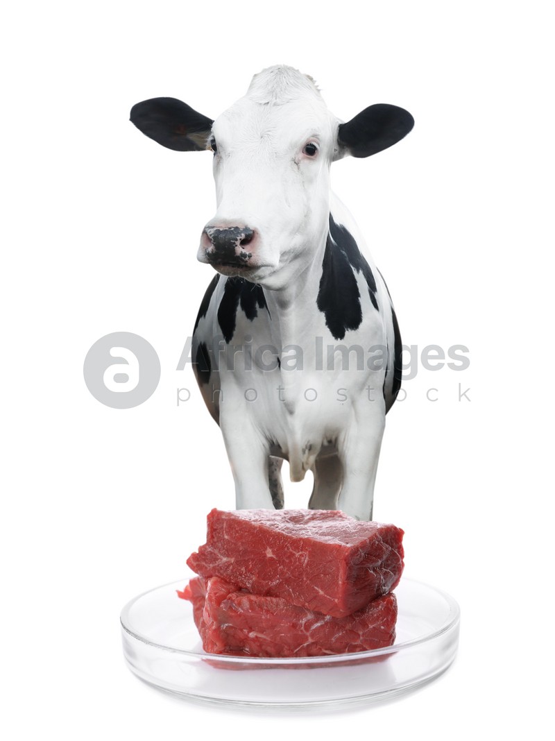 Lab grown beef in Petri dish and cow on white background. Cultured meat concept 
