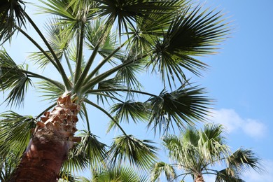 Beautiful palm tree outdoors on sunny summer day, low angle view