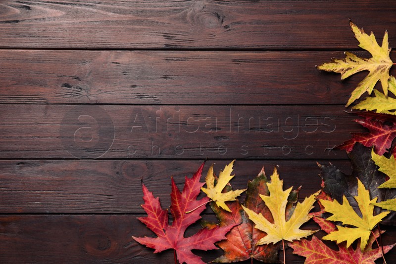 Dry autumn leaves of Japanese maple tree on brown wooden background, flat lay. Space for text