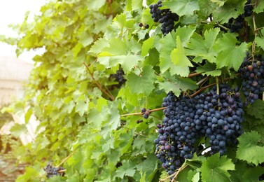 Ripe juicy grapes on branch growing in vineyard, space for text