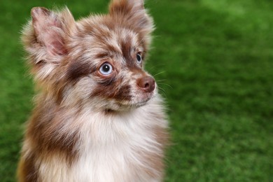 Cute fluffy little dog on green grass