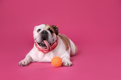 Adorable English bulldog with ball on pink background