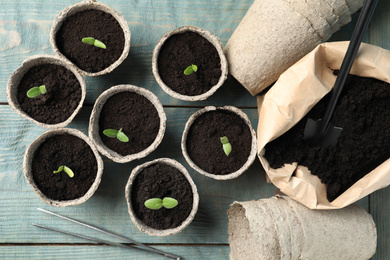 Young seedlings and sack with soil on light blue wooden table, flat lay