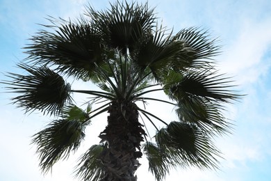 Beautiful palm with green leaves against blue sky, low angle view. Tropical tree