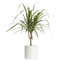 Pot with Dracaena plant isolated on white. Home decor