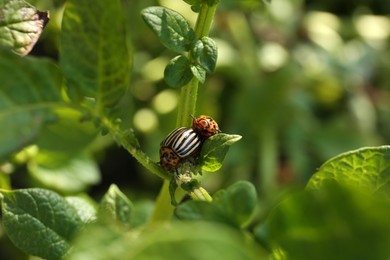 Colorado potato beetles on green plant outdoors, closeup