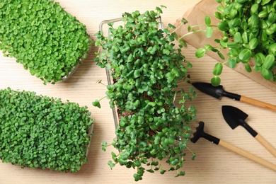 Fresh organic microgreens and gardening tools on wooden table, flat lay