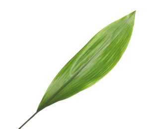 Fresh green tropical leaf isolated on white