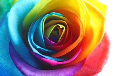Amazing rainbow rose flower, closeup