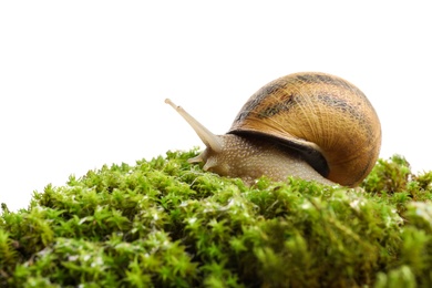 Photo of Common garden snail on green moss against white background, closeup