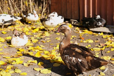Photo of Many domestic ducks in farmyard on sunny day, space for text. Rural life