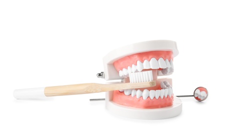 Educational model of oral cavity with teeth, brush and mouth mirror on white background