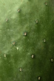 Closeup view of beautiful cactus as background. Tropical plant