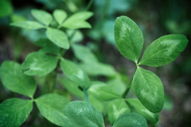 Photo of Beautiful clover plant with green leaves growing outdoors, closeup
