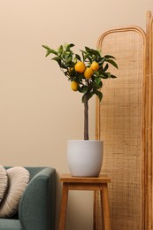 Idea for minimalist interior design. Small potted lemon tree with fruits on wooden table in living room