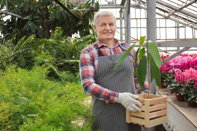 Photo of Mature man holding wooden crate with tropical plant in greenhouse. Home gardening