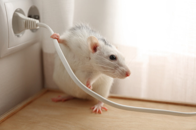 Rat near power socket indoors. Pest control