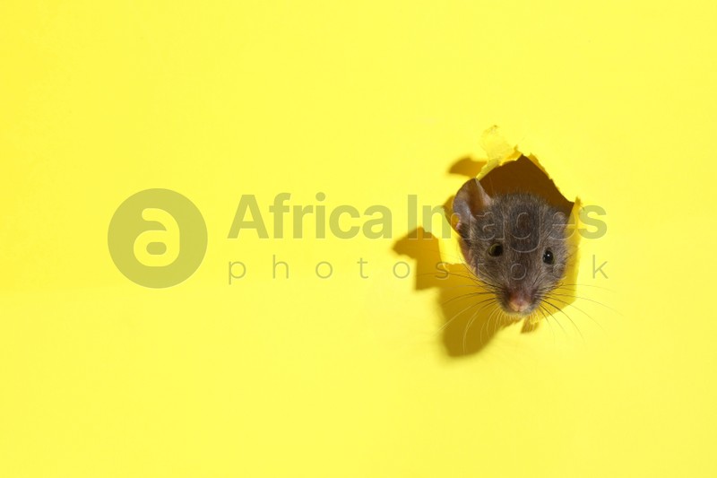 Photo of Cute rat looking through hole in yellow paper sheet, space for text