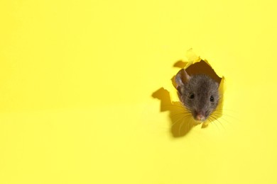Cute rat looking through hole in yellow paper sheet, space for text