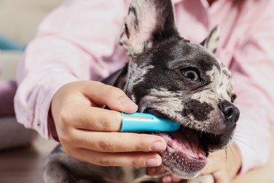 Photo of Woman brushing dog's teeth at home, closeup