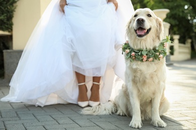Bride and adorable Golden Retriever wearing wreath made of beautiful flowers outdoors, closeup