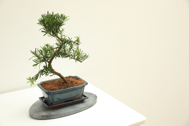 Japanese bonsai plant on white background, space for text. Creating zen atmosphere at home