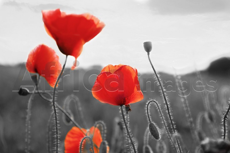 Image of Beautiful blooming poppy flowers in field. Black and white tone with selective color effect