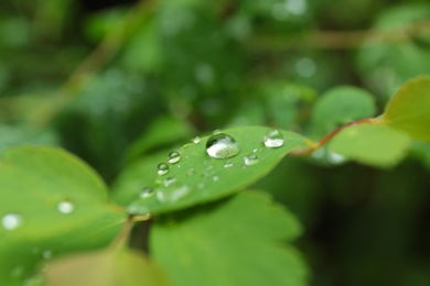 Green plant with wet foliage outdoors on rainy day, closeup