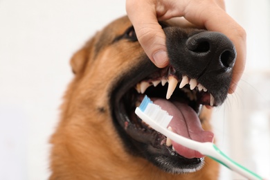 Woman cleaning dog's teeth with toothbrush indoors, closeup
