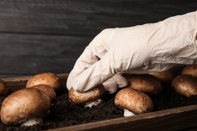 Photo of Person checking quality of champignons, closeup. Mushrooms cultivation
