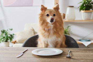 Hungry Pomeranian spitz dog waiting for food at table with empty plate indoors