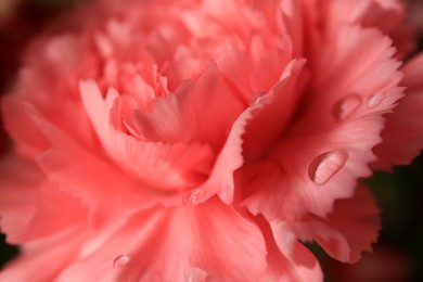 Photo of Tender carnation flower with water drops, closeup