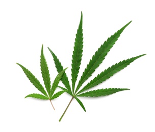 Leaves of medical hemp on white background, top view