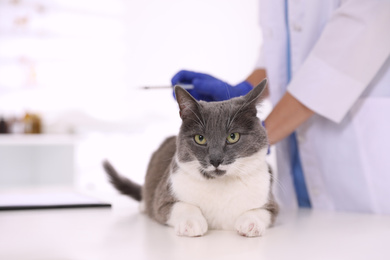 Professional veterinarian vaccinating cute cat in clinic, closeup