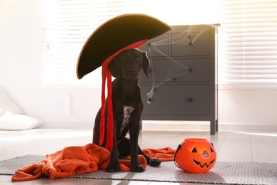 Adorable German Shorthaired Pointer dog in pirate hat with Halloween trick or treat bucket indoors