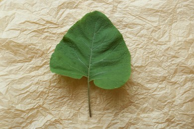 Fresh green burdock leaf on parchment, top view