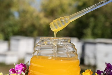 Taking delicious fresh honey with dipper from glass jar in apiary, closeup